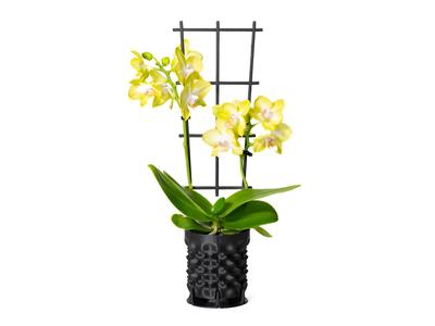 AEROPOD Pro - Grow Pot & Trellis