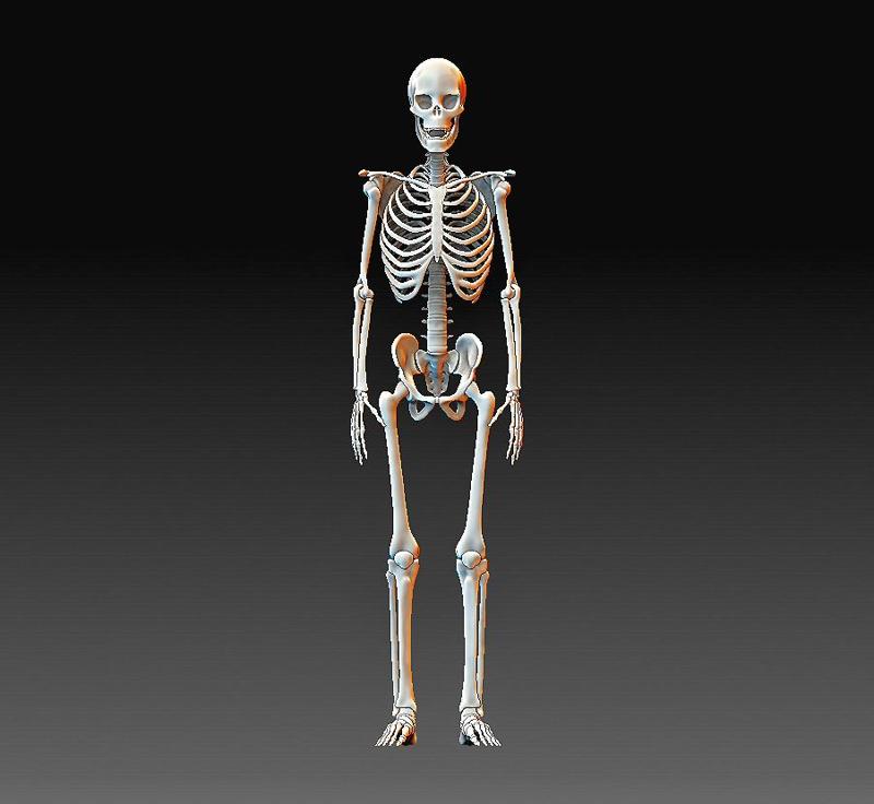 Human skeleton
