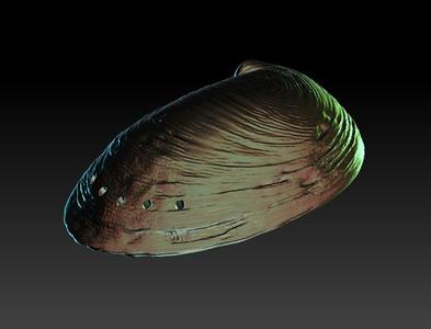 Concha de Abalone