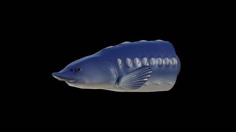 3D fish head beluga / sturgeon / huso huso / vyza velká keychain / pendant