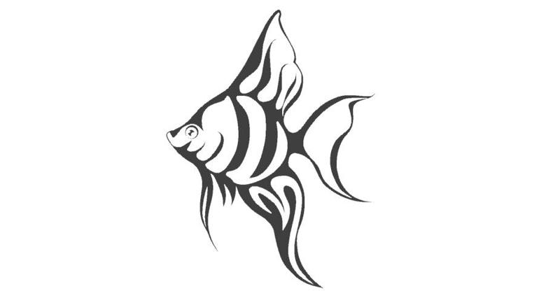 angel fish