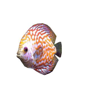 CORAL Fish GOLDFISH GOLD FISH GOLDEN ANATOMY CARP WATER RIVER 1 OCEAN SEA FISHING ANIMAL CARP SALMON SHARK POKEMON