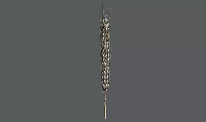 Ear Of Wheat  3d Printable model