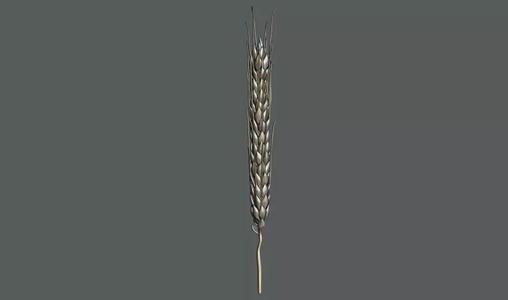 Ear Of Wheat  3d Printable model
