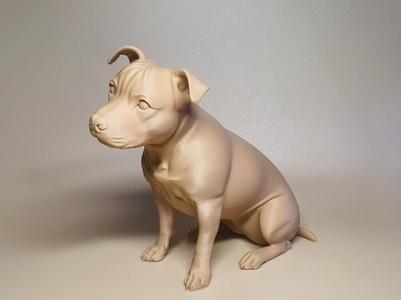 Staffordshire bull terrier *Sitting head tilted*