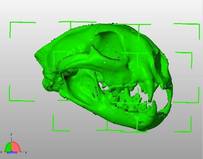 Fully Printable Cougar Skull