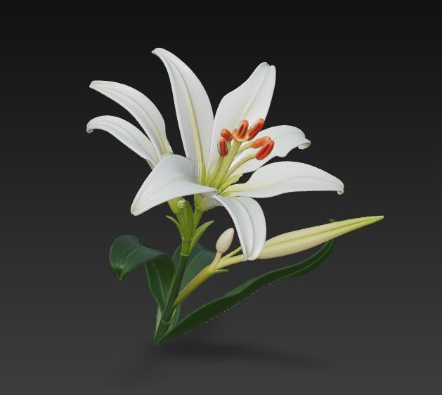 Lily