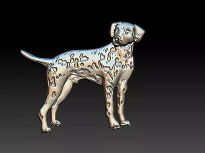Dalmatian - Dalmata - Dog Relief