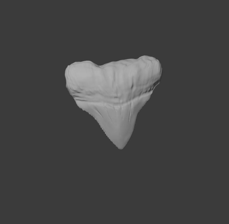 white shark tooth