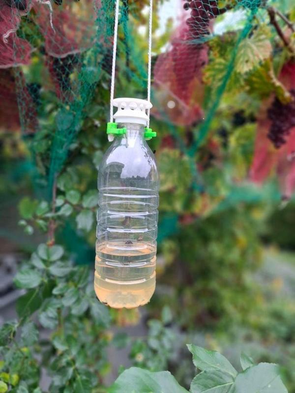 Hoornaarval / Hornet trap