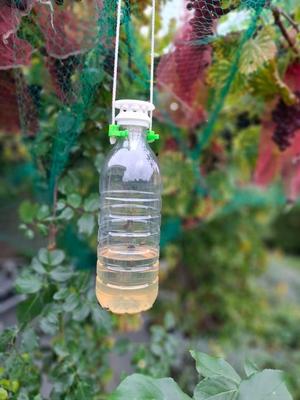 Hoornaarval / Hornet trap