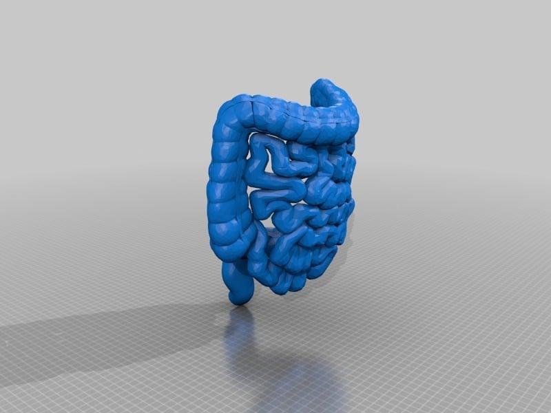 Medical Student Lower GI Tract Anatomy