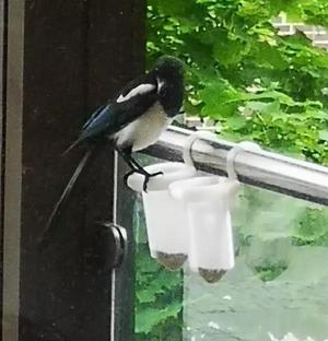 Magpie bird feeder - selective