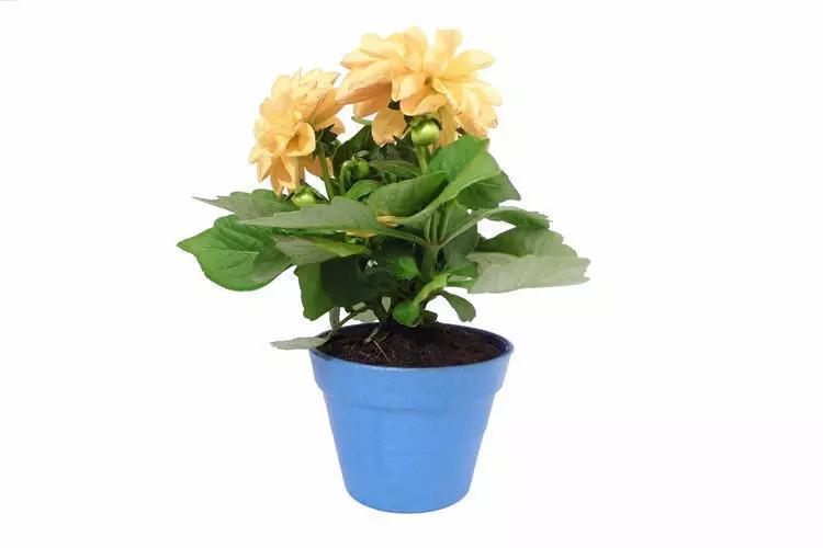 Small Plant Pot