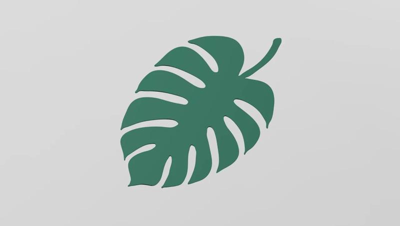 Monstera   
