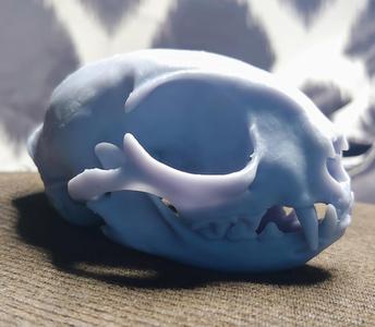 Cat skull optimized for printing