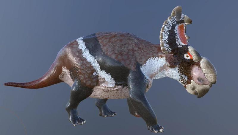 revised Pachyrhinosaurus Perotorum   
