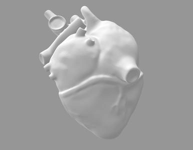 human heart