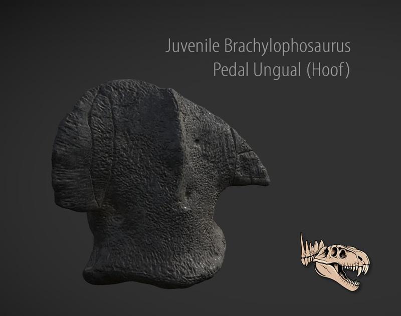 Brachylophosaurus Juvenile Pedal Ungual (Hoof)