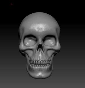 Skull