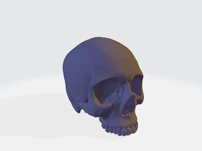 Skull