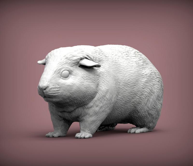 Teddy Guinea Pig 3D print model