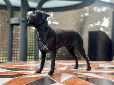 Cane Corso Mastiff Molosser Mastino Dane Dog Sculpture   