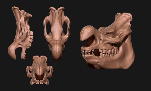 White Rhinoceros Skull - Ceratotherium simum