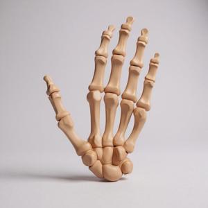 hand human anatomy bones
