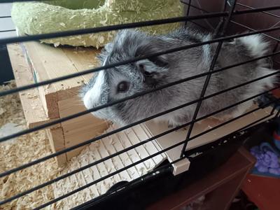 MORČE - podesta s rampou   