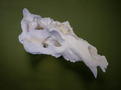 Utah Grizzly Skull – The Legend of Old Ephraim