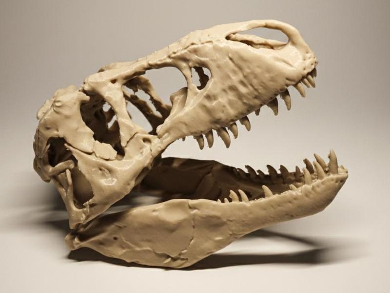 Real T-Rex Fossil - wall-mounted