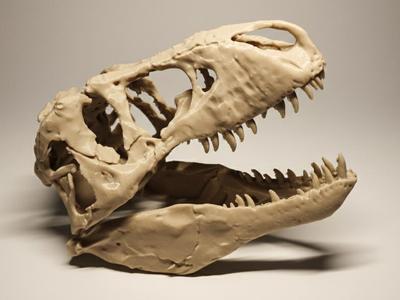Real T-Rex Fossil - wall-mounted