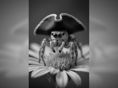 Spider Pirate Hueforge