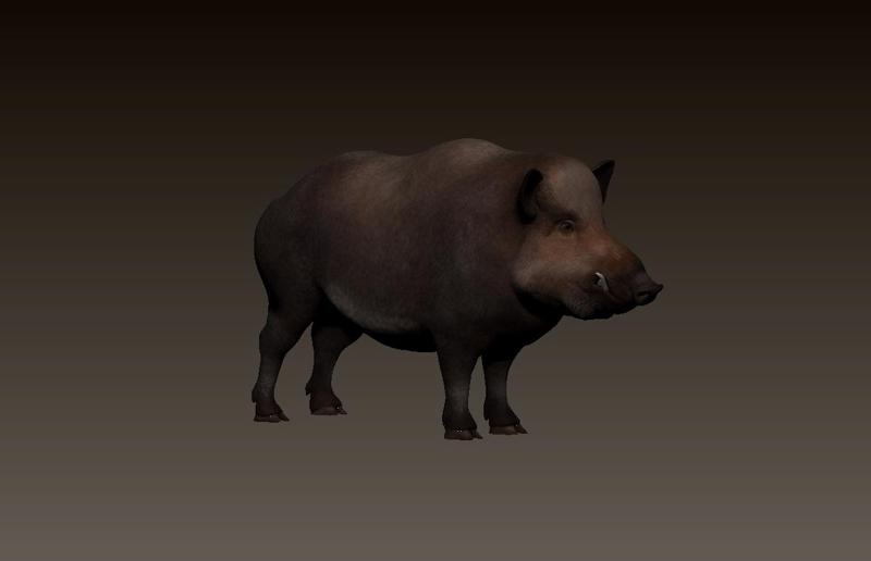 wild boar, wild boar