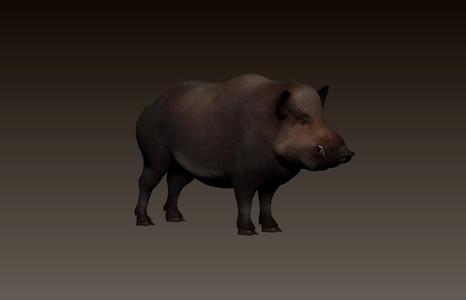 wild boar, wild boar
