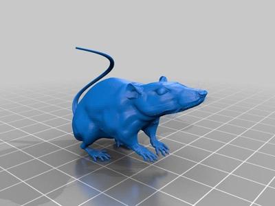 Rat