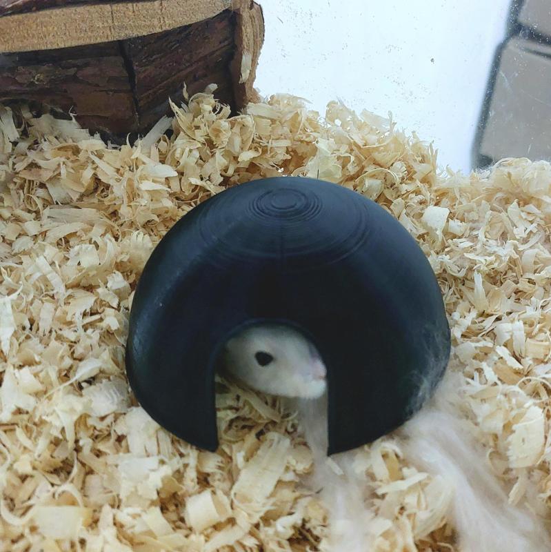 Hamster Hut