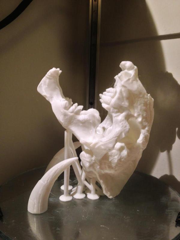 MiniSaberToothSkull improvement Support