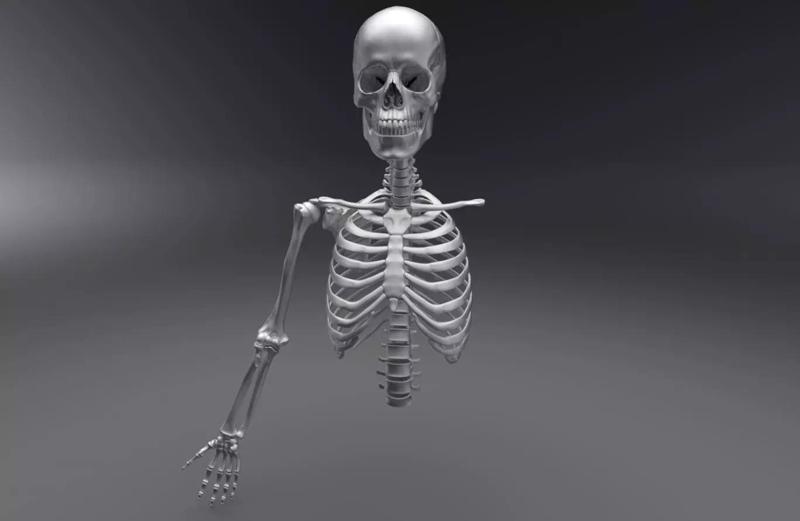 Upper Skeleton Articulated 3D Model Collection
