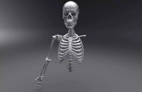 Upper Skeleton Articulated 3D Model Collection