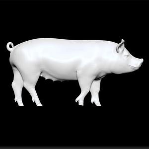 pig cattle