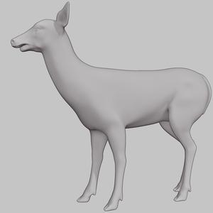 Deer Doe