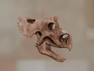 Yehuecauhceratops mudei baby head