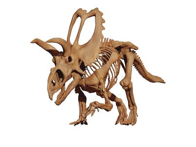 Coahuilaceratops magnacuerna Skeleton