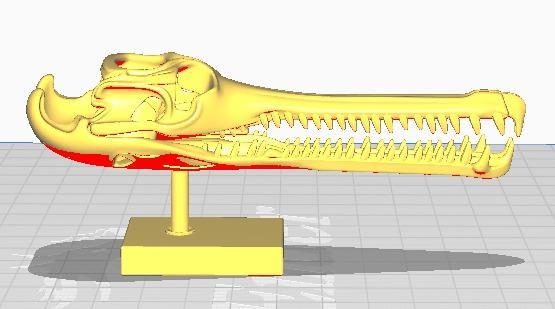 Gavial skull (Gavialis gangeticus)