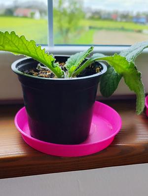 the substrate of the flower pot