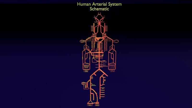 Human arterial system schematic 3D