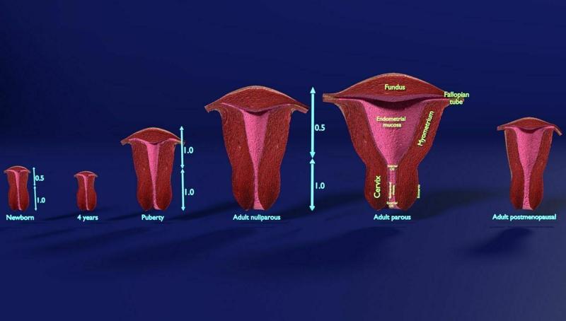 uterus stages cut section animated labelled 3D model