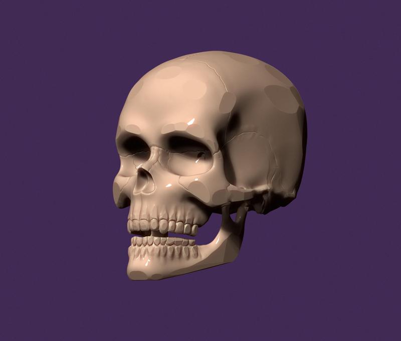 human skull
